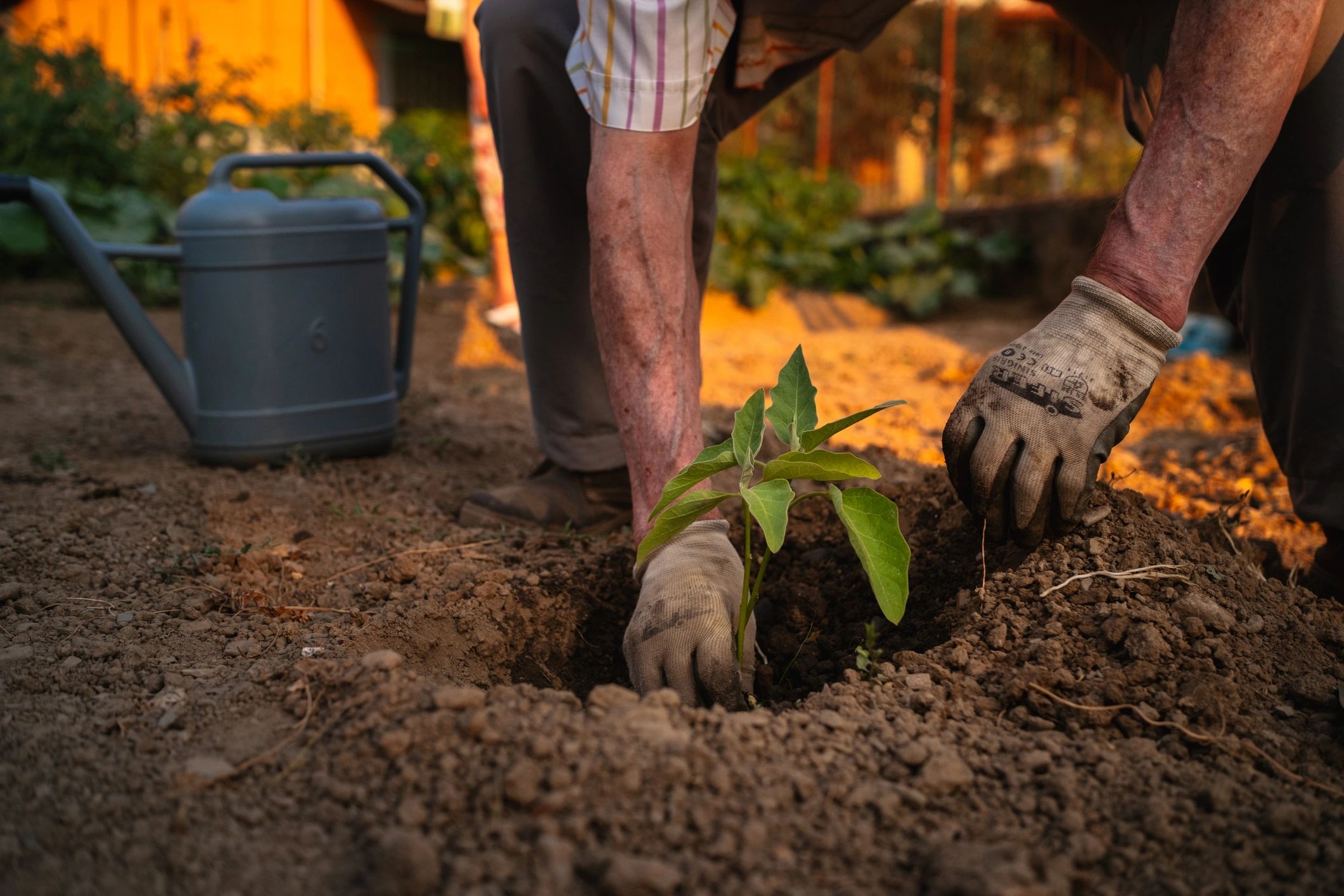 Hands in gardening gloves planting a seedling in soil